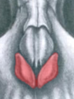 Bulbous, Rounded Nasal Tip
