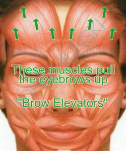 Brow Elevators