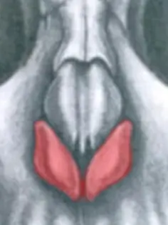 Anatomical illustration of a larynx with highlighted vocal cords in pink.